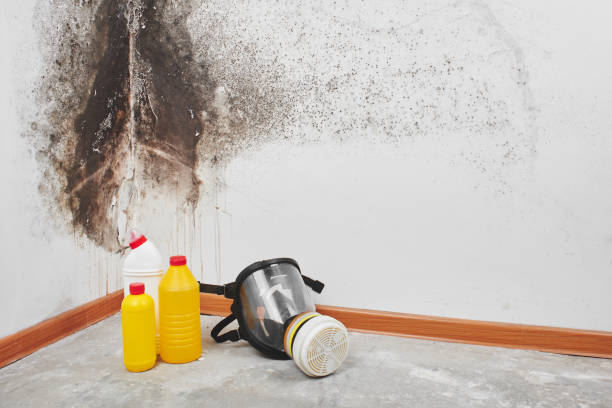 Best Crawl Space Mold Removal  in New Albany, MS