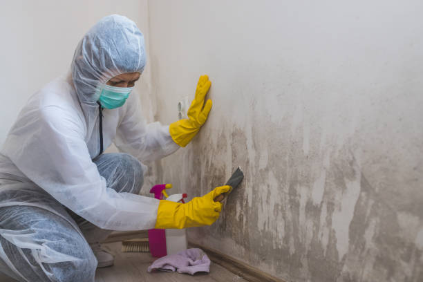 Best Mold Testing  in New Albany, MS