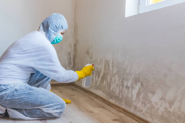Best Attic Mold Removal  in New Albany, MS