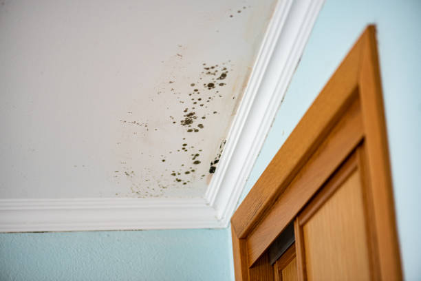 Best Professional Mold Removal  in New Albany, MS