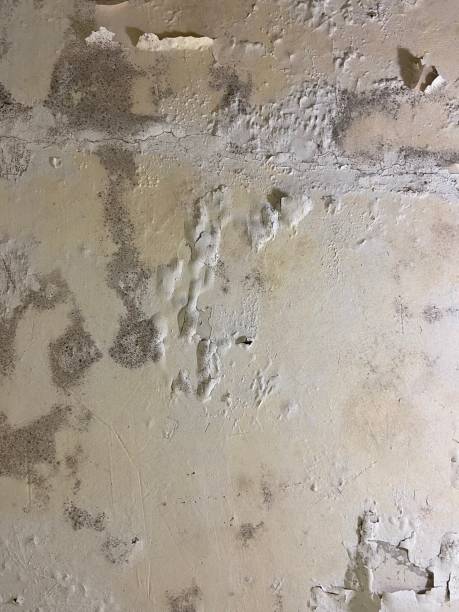 Best Mold Removal Near Me  in New Albany, MS