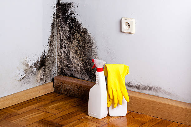 Best Fast Mold Removal  in New Albany, MS