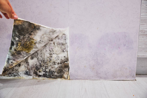 Best Certified Mold Removal  in New Albany, MS